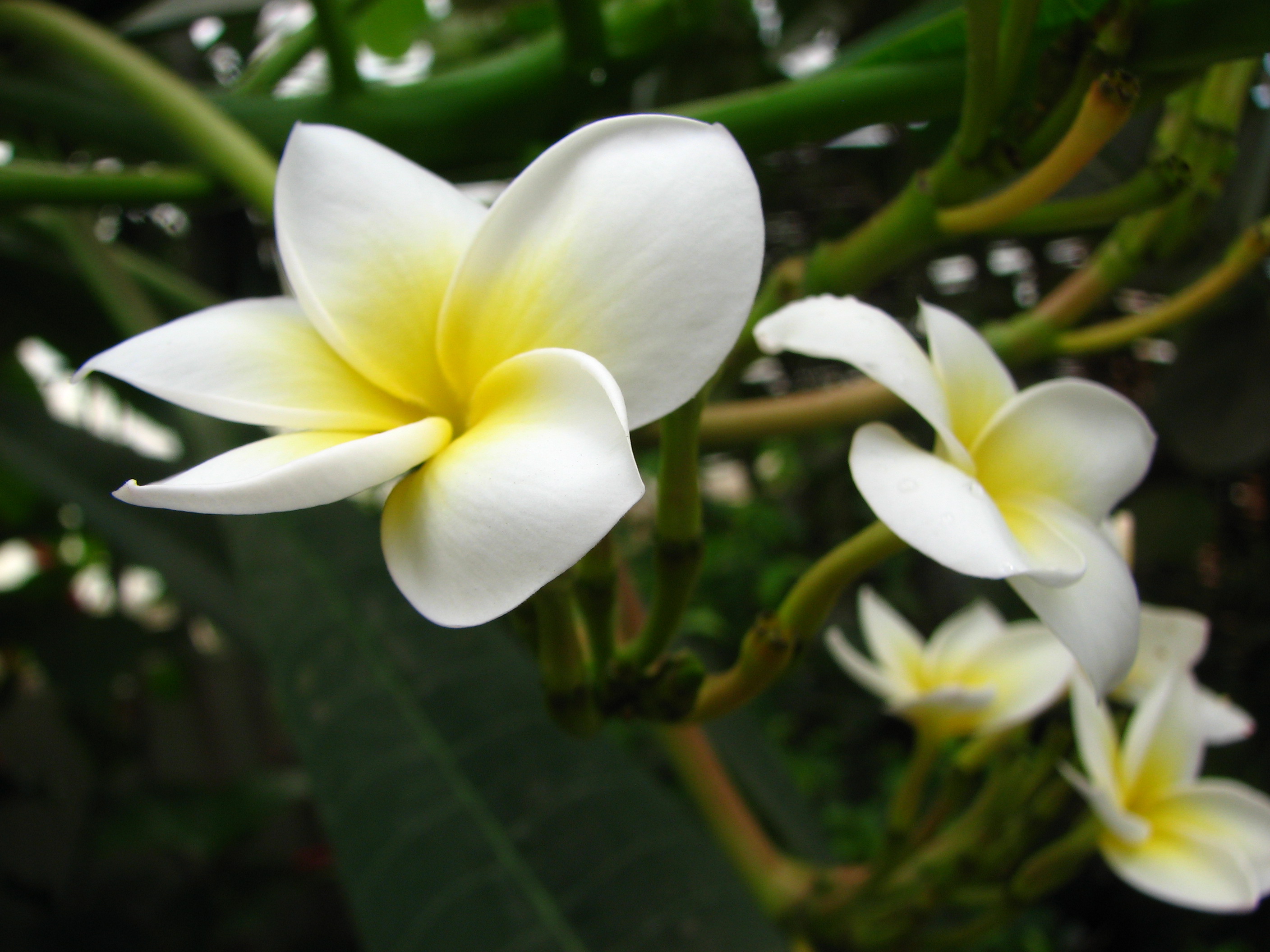 white frangipani